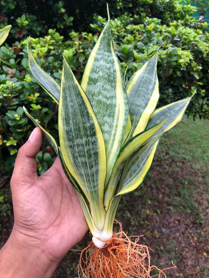Sansevieria Combo #35 (Two Beautiful Trifas)