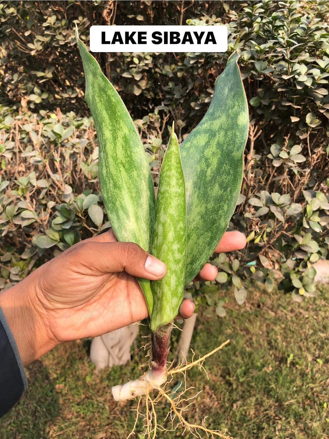 Sansevieria Combo #42 (Five Beautiful Trifasciata)