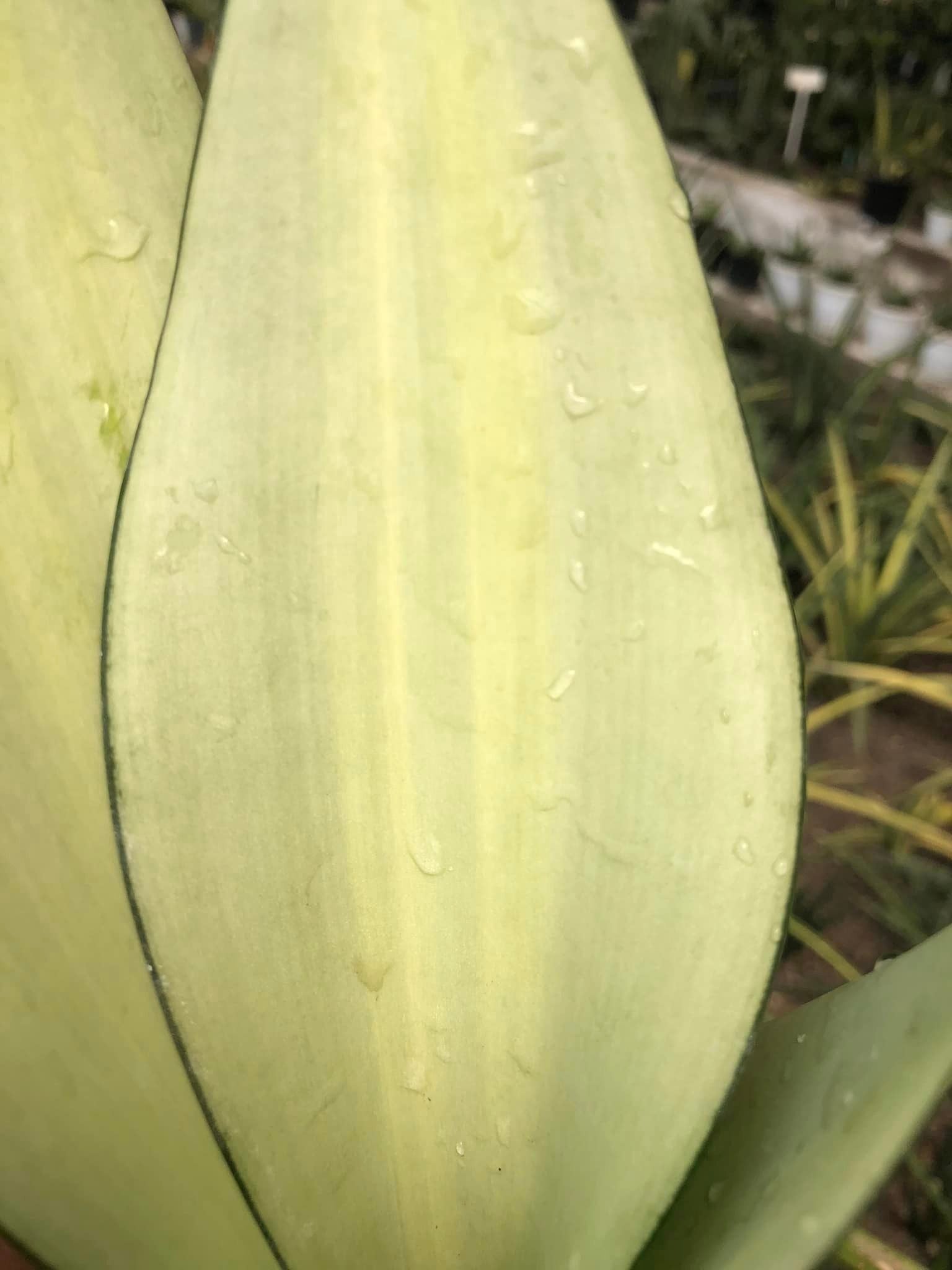 Sansevieria Moonshine Var