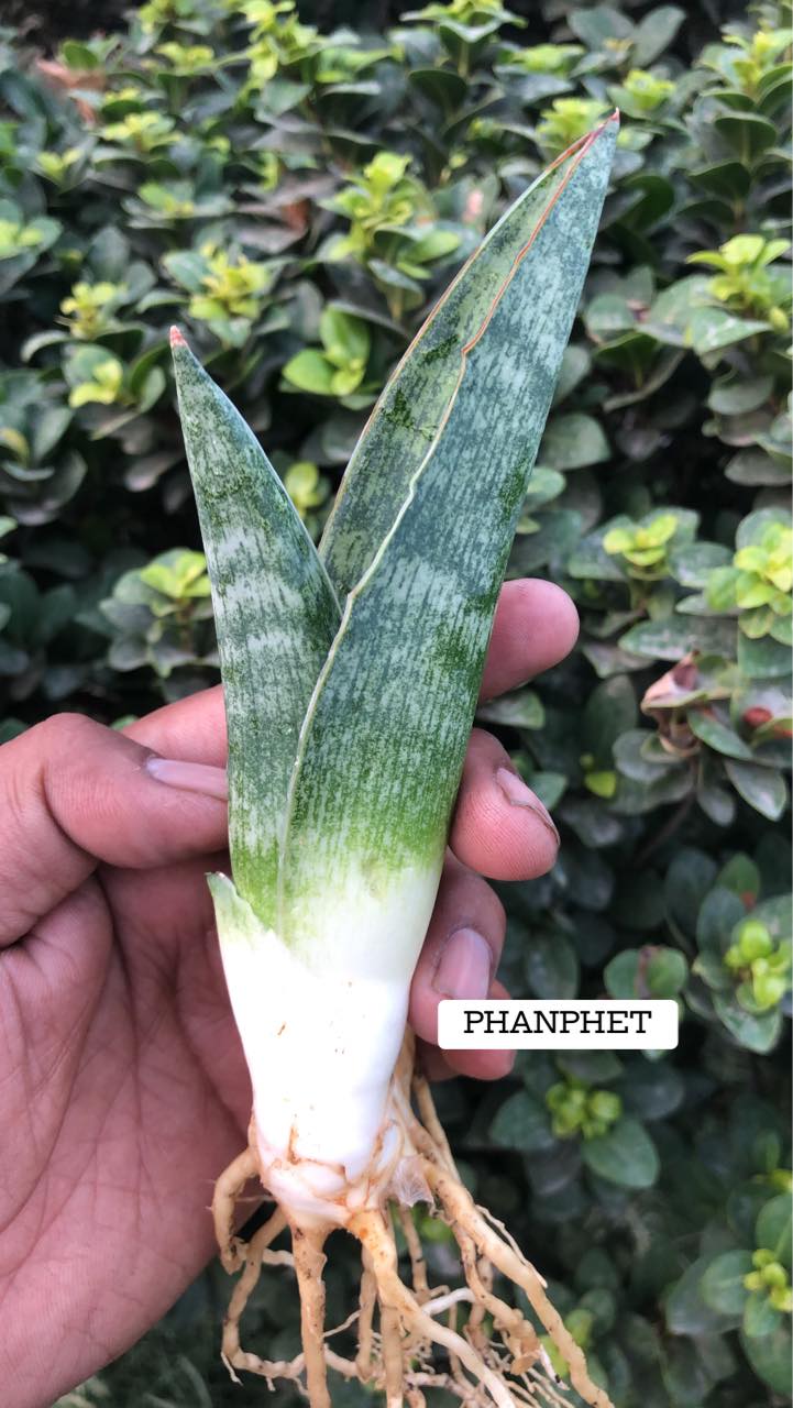 Sansevieria Combo #12 (Four Plants)