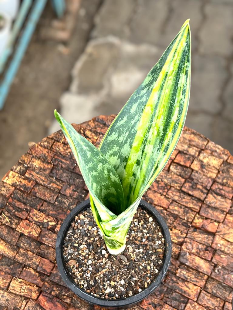 Sansevieria Joboa Variegated