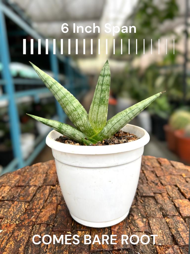 Sansevieria Boncel (Small)
