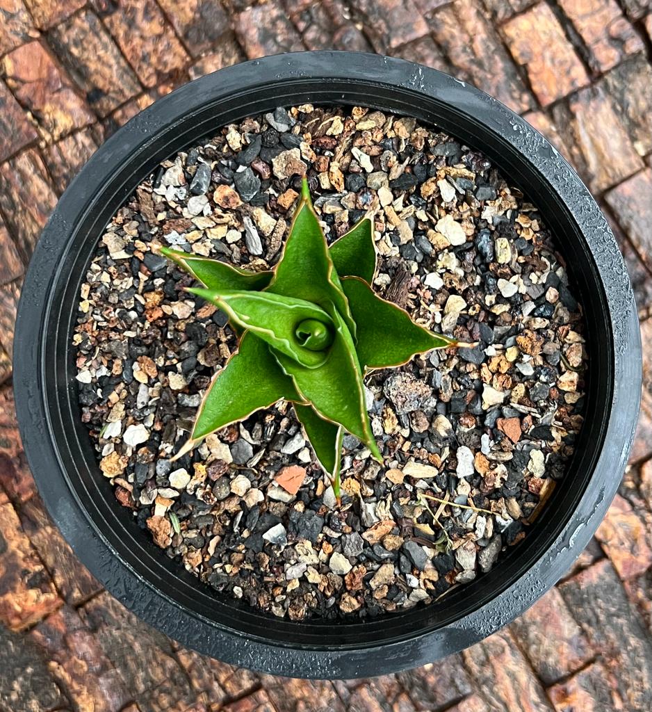 Sansevieria Hybrid 'Tower'