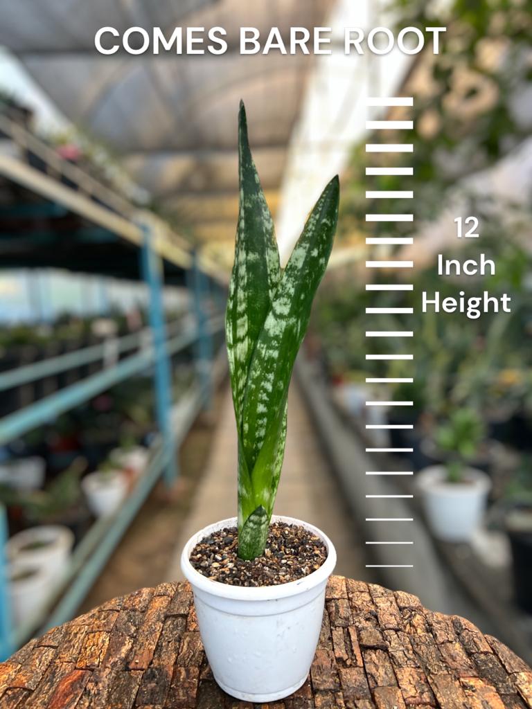 Sansevieria Trifaciata 'Banded Nelsonii'
