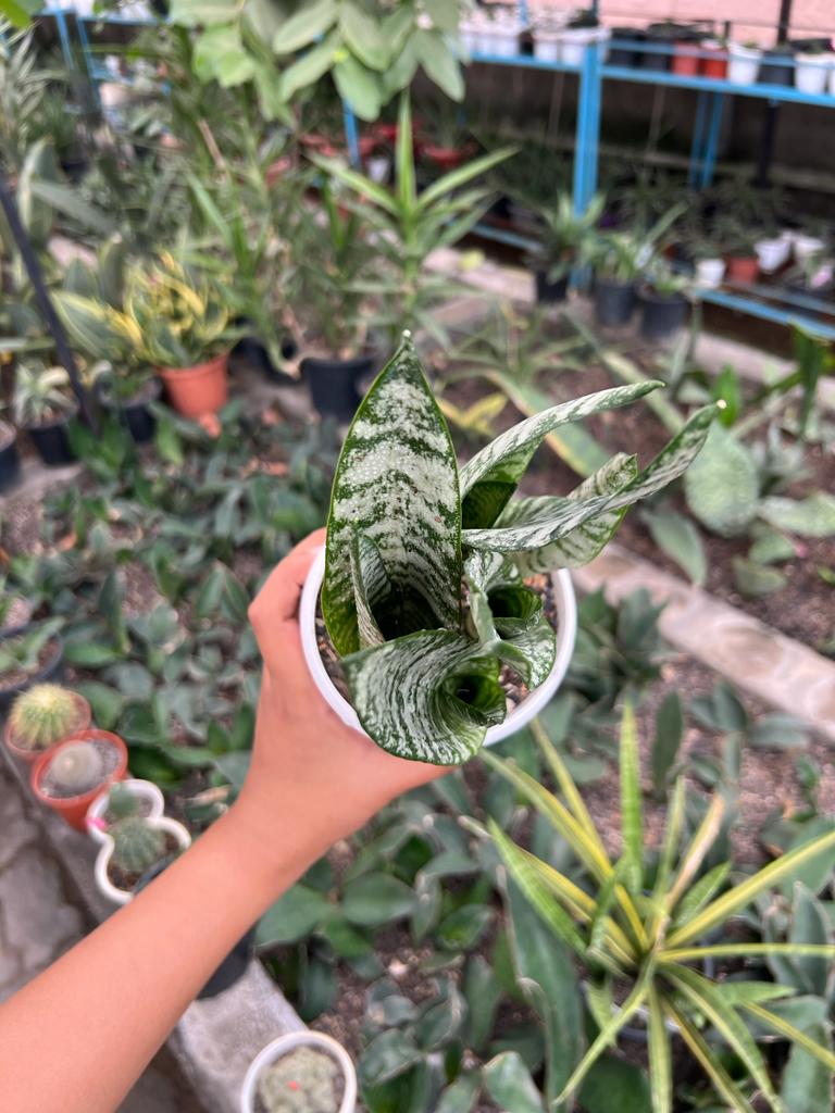 Sansevieria Trifaciata Robusta Clump