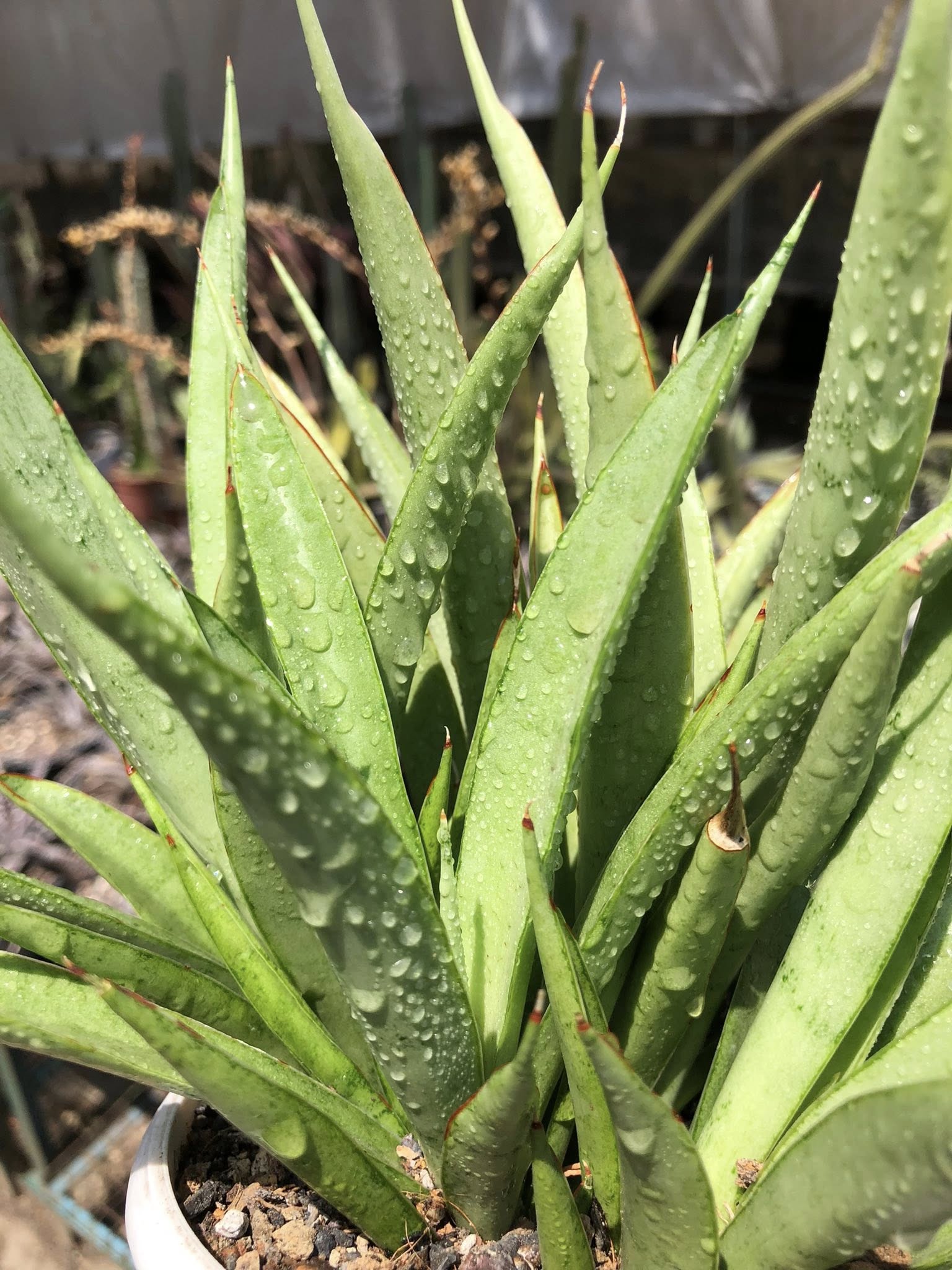 Sansevieria Stella (Clump of Five)
