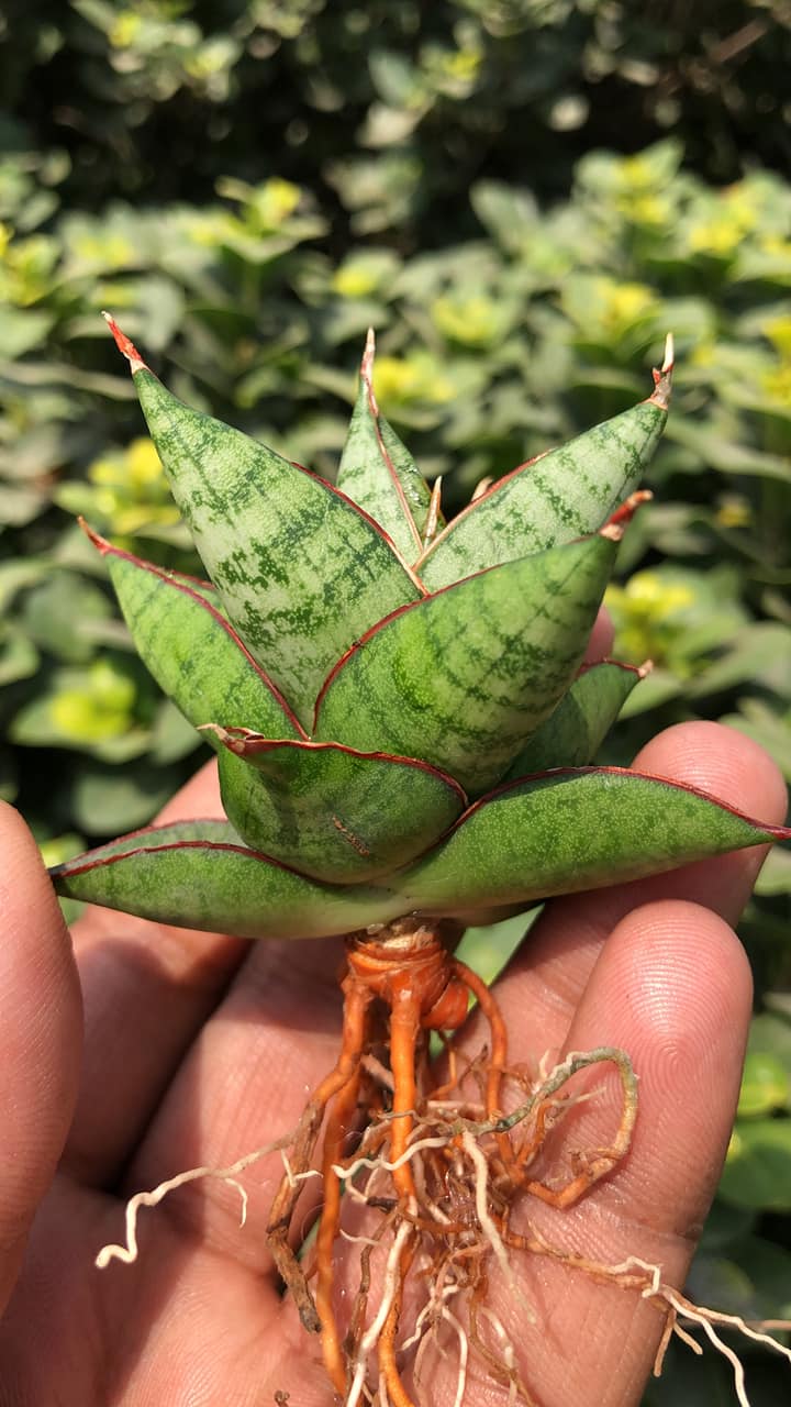 Sansevieria JULEHA