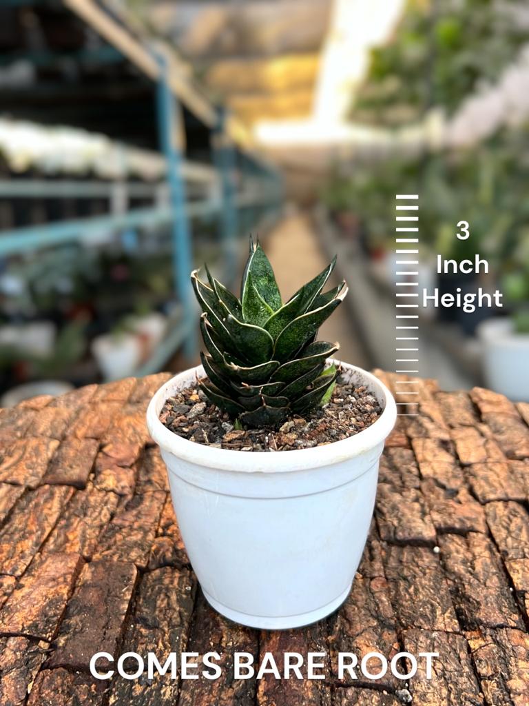 Sansevieria Hybrid 'Black Ant'