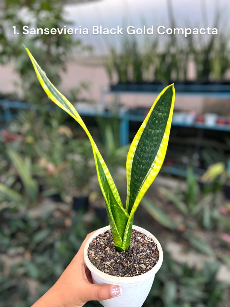 Sansevieria Combo #59 (Three Trifasciata)