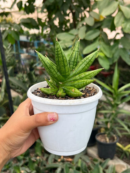 サンスベリア Sansevieria Mingmanee v B Sansevieria Ming Manee (#AC56) | Imported Snake Plant - Etsy