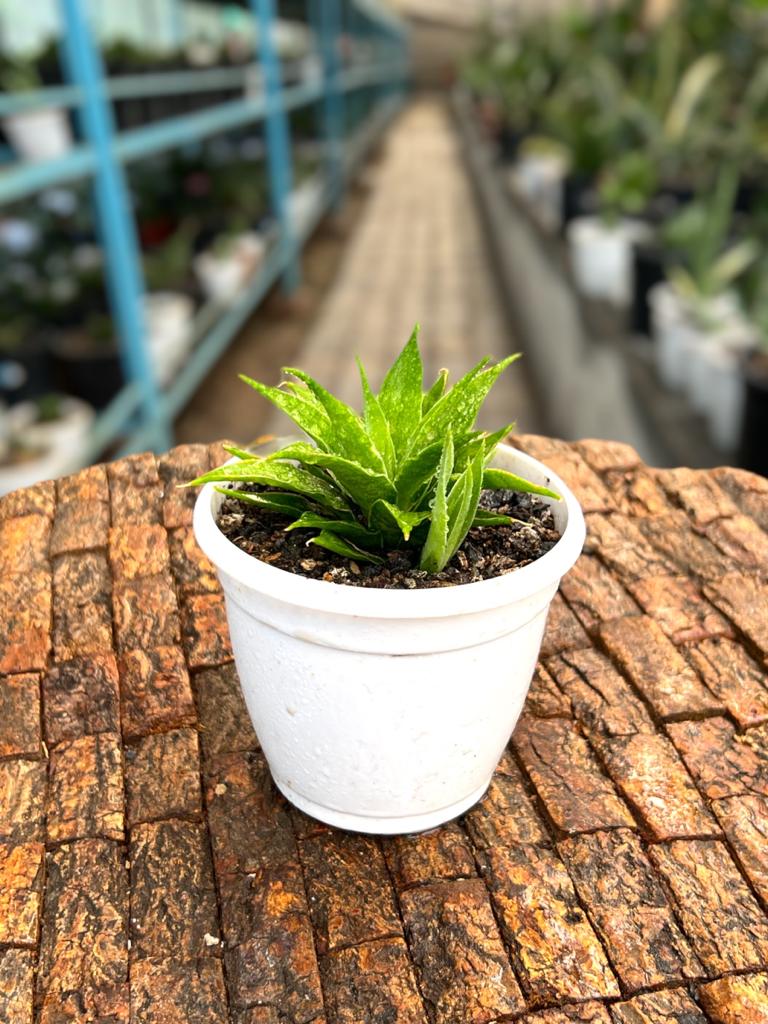 Sansevieria 'Sunflower'