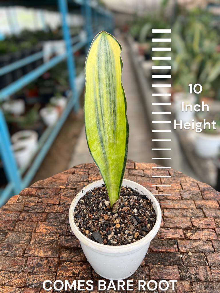 Sansevieria Masoniana White Variegated (Single Leaf)