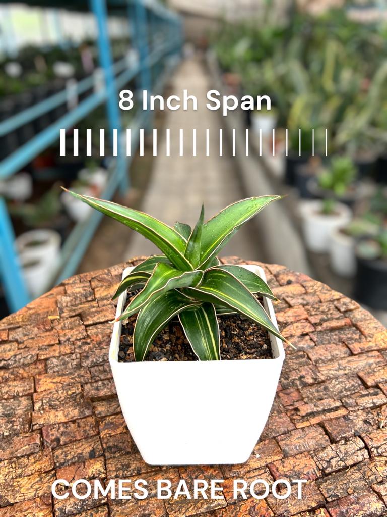Sansevieria Lavranos 23251 Variegated (Large)