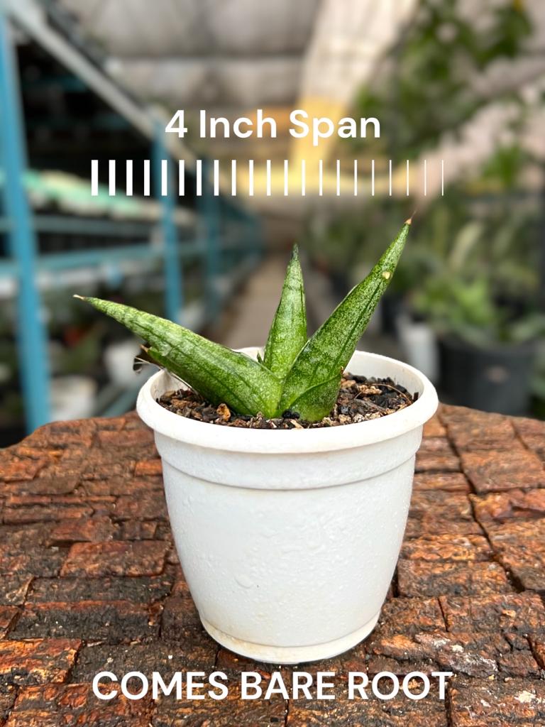 Sansevieria Moose