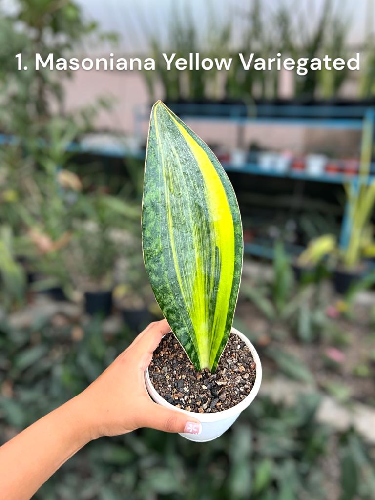 Sansevieria Combo #61 (04 Plants)