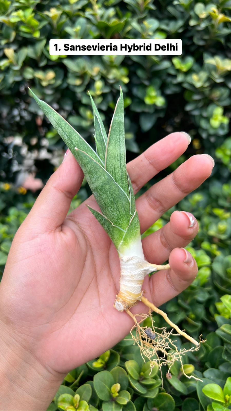Sansevieria Combo Offer Of 4 (I)