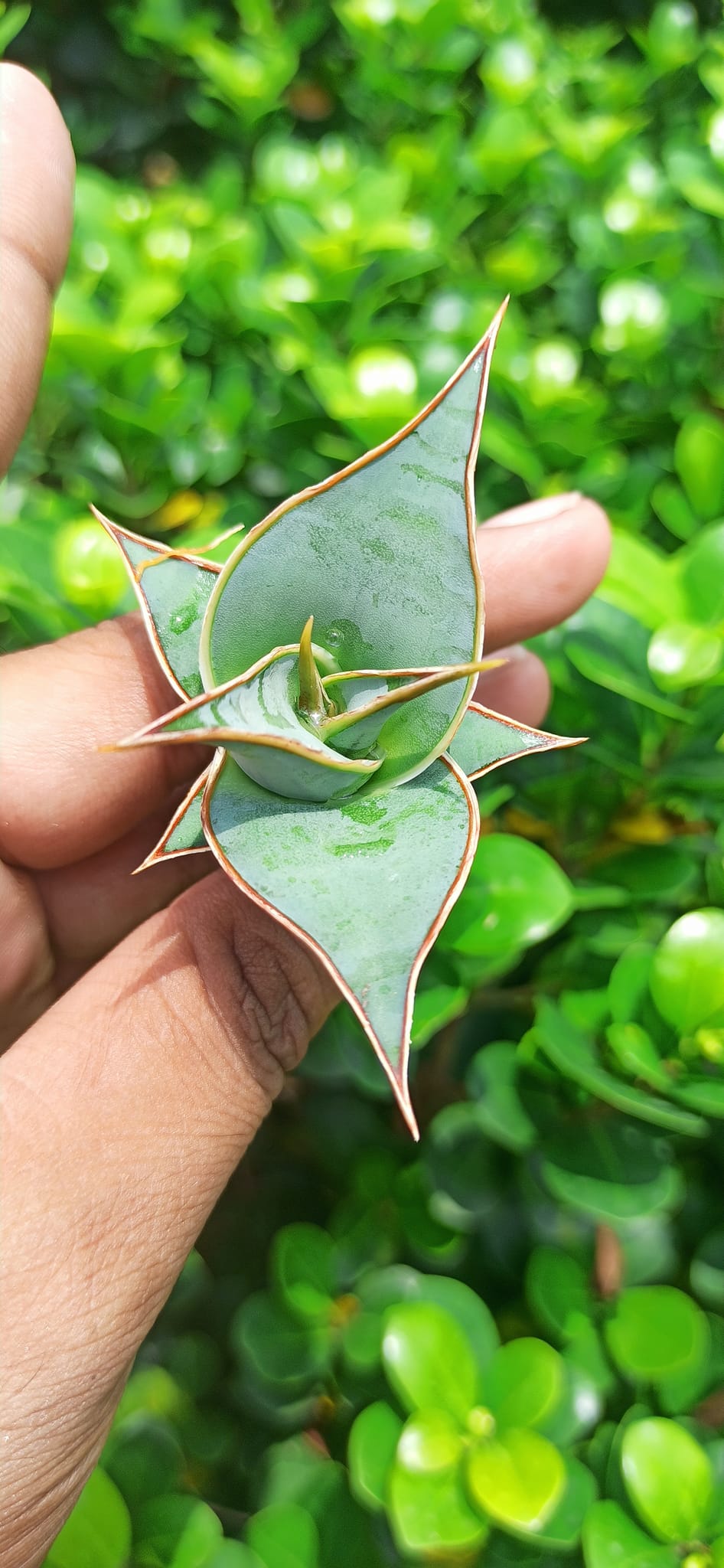 Sansevieria Combo Offer Of 3 (S)