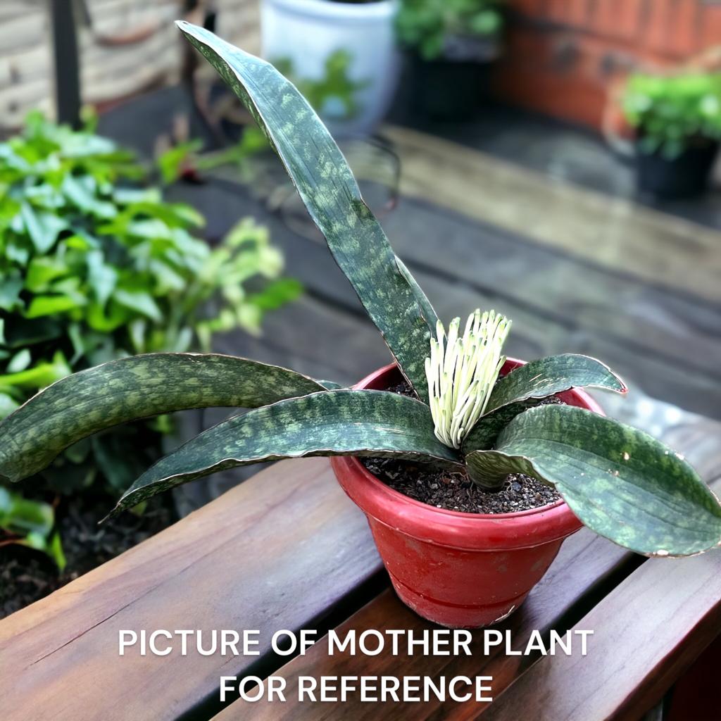 Sansevieria Hawaiian Star (Single Leaf)