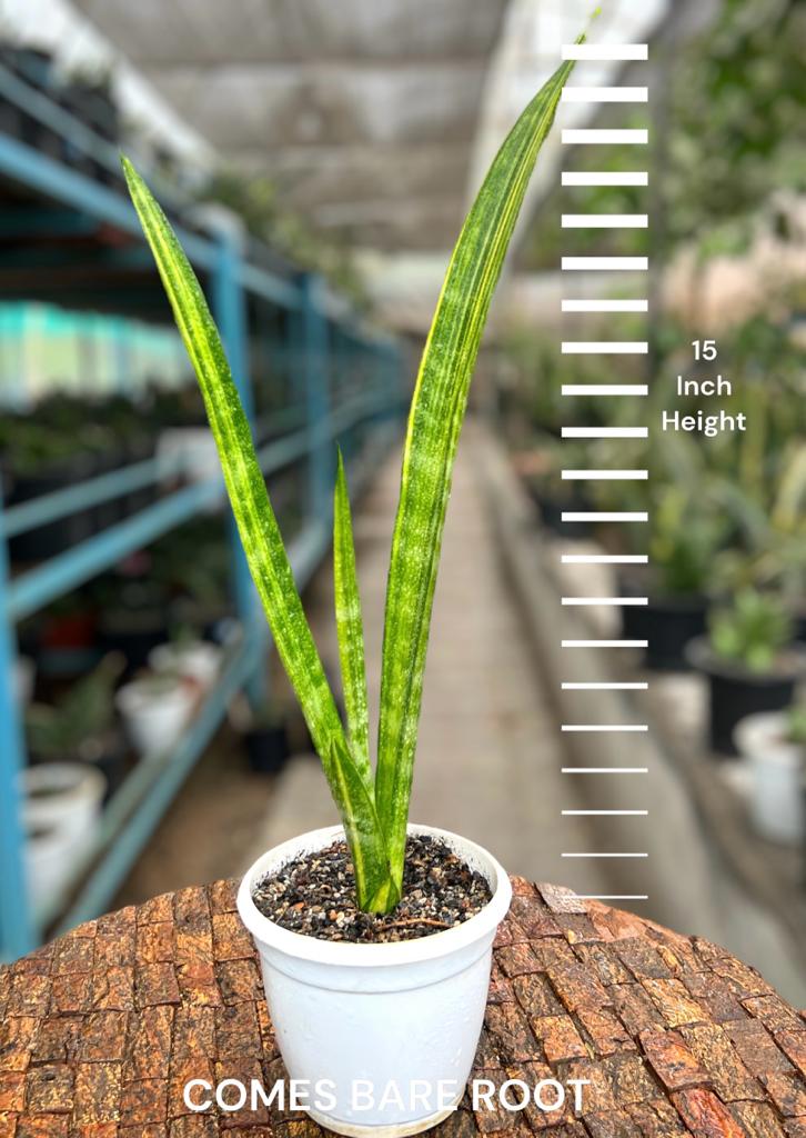 Sansevieria Sulcata Variegated