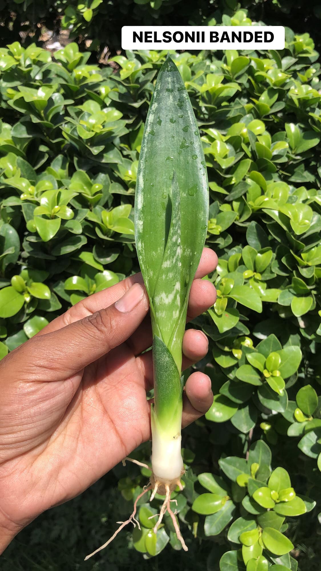 Combo #15 (5 BEAUTIFUL SANSEVIERIA PUPS)