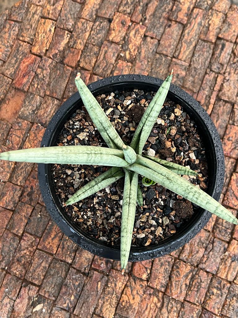 Sansevieria Snow Boy
