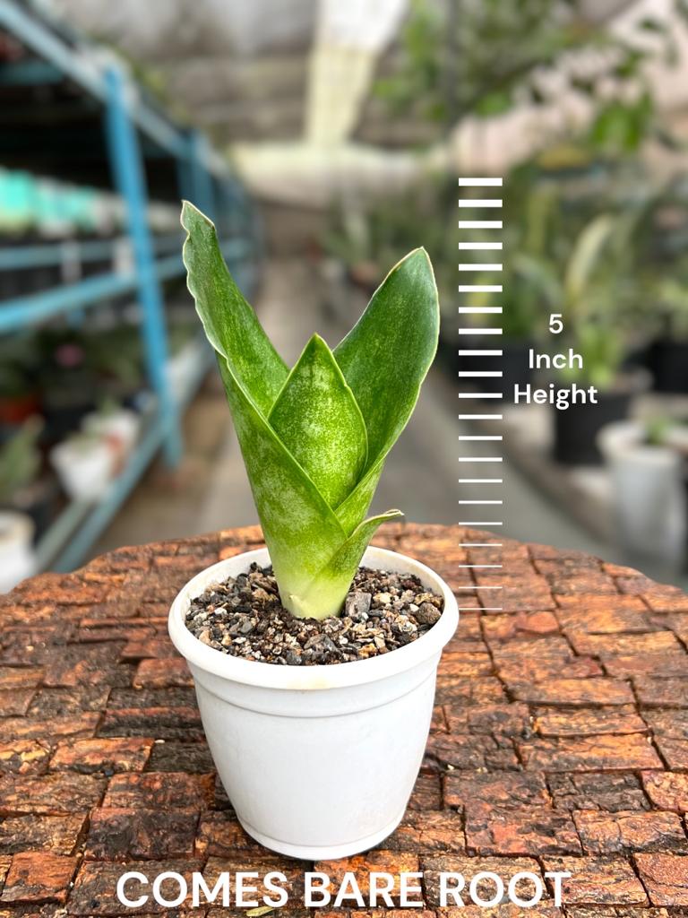 Sansevieria Subspicata