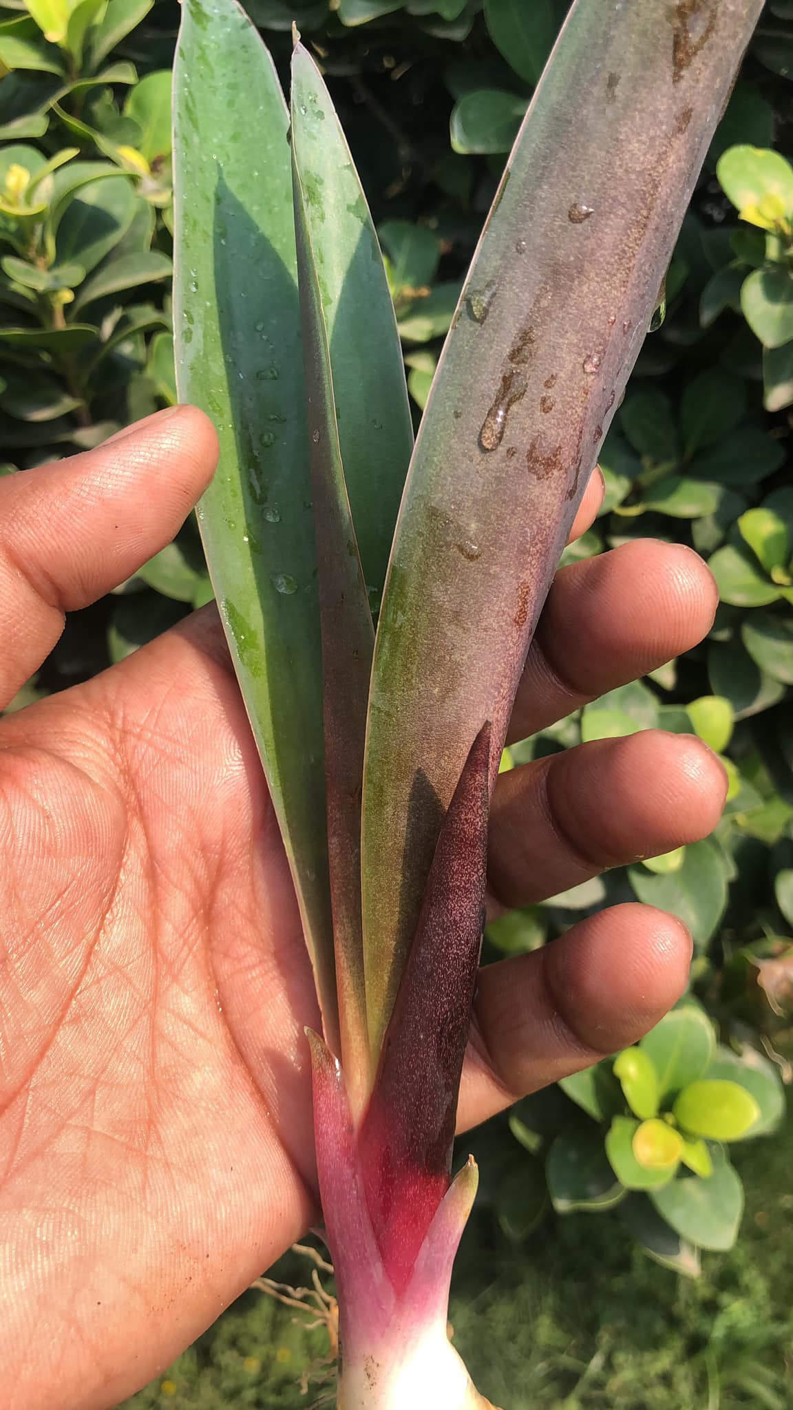 Sansevieria Violet