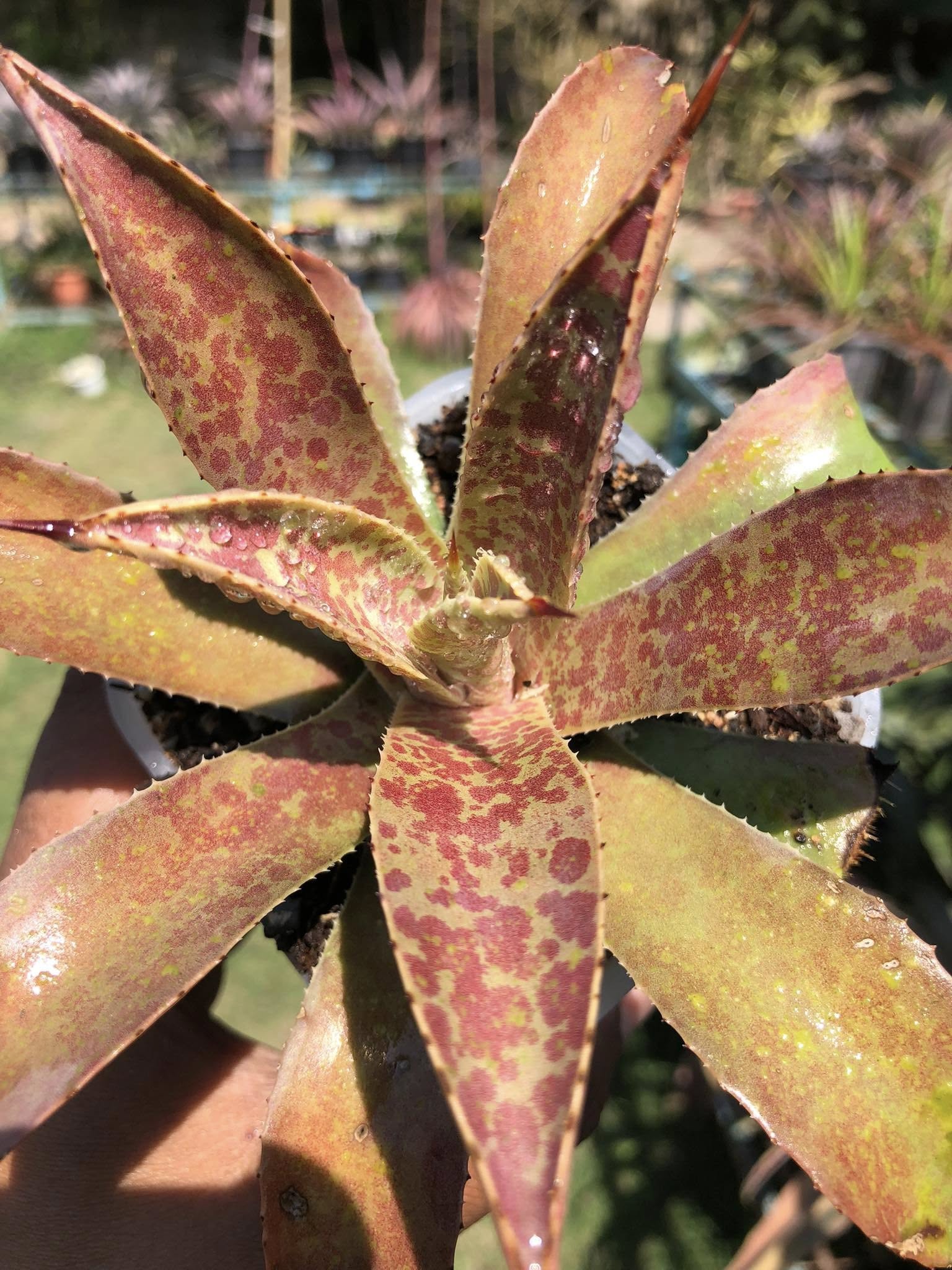 MANGAVE DESMETTIANA x BLOODSPOT