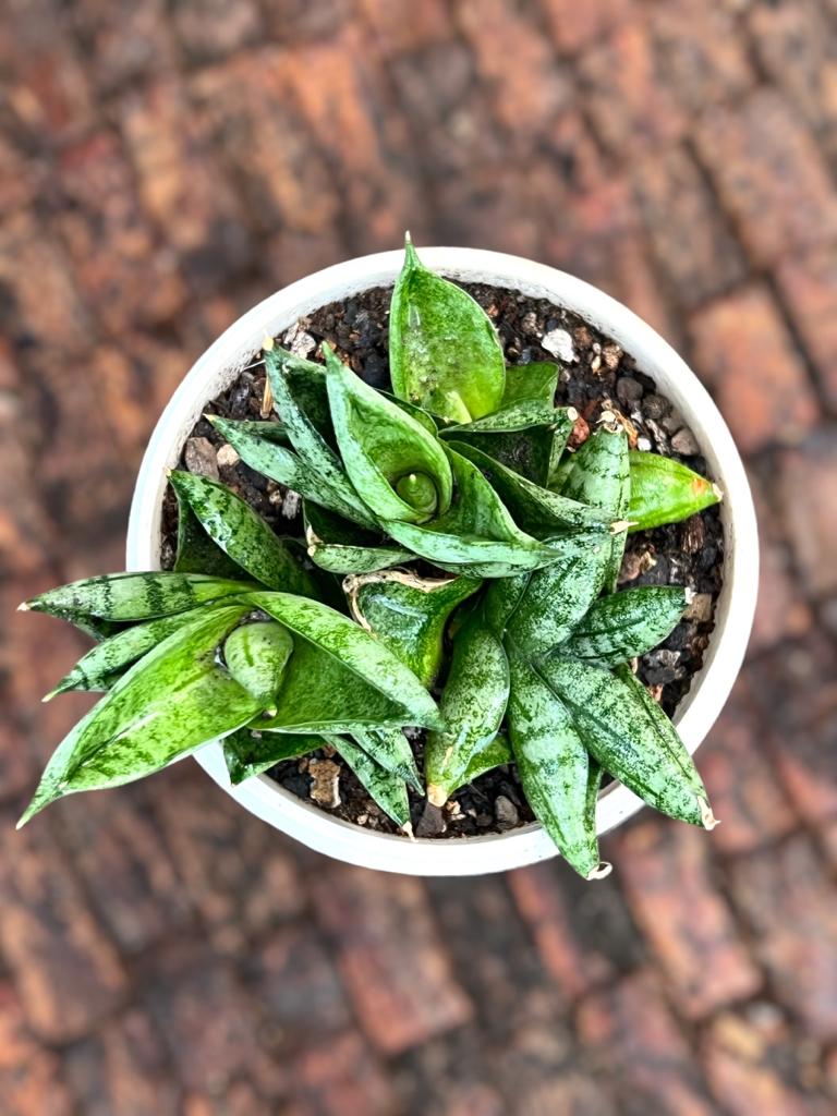 Sansevieria Mini Boncel