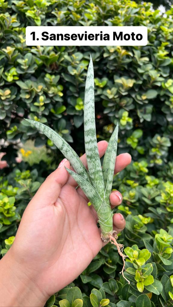 Sansevieria Combo Offer Of 6 (E)