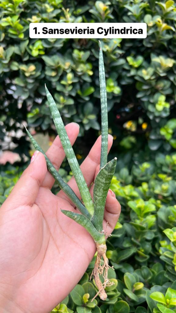 Sansevieria Combo Offer Of 6 (G)