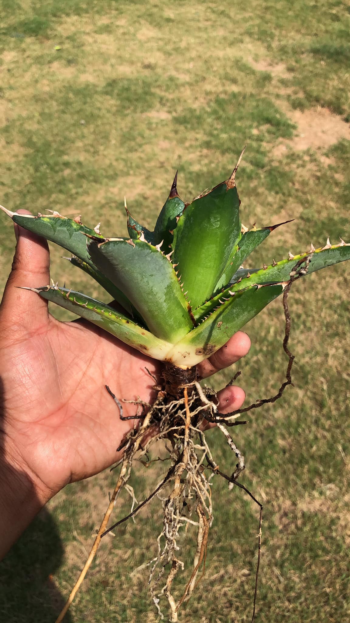 AGAVE BANANA PEEL LARGE PLANT