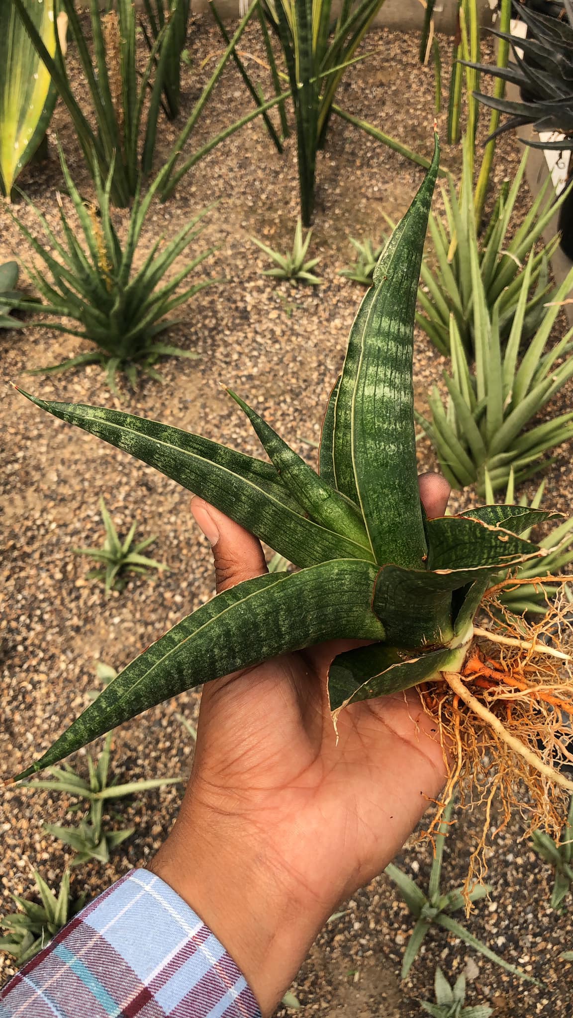 Sansevieria Rahwana large