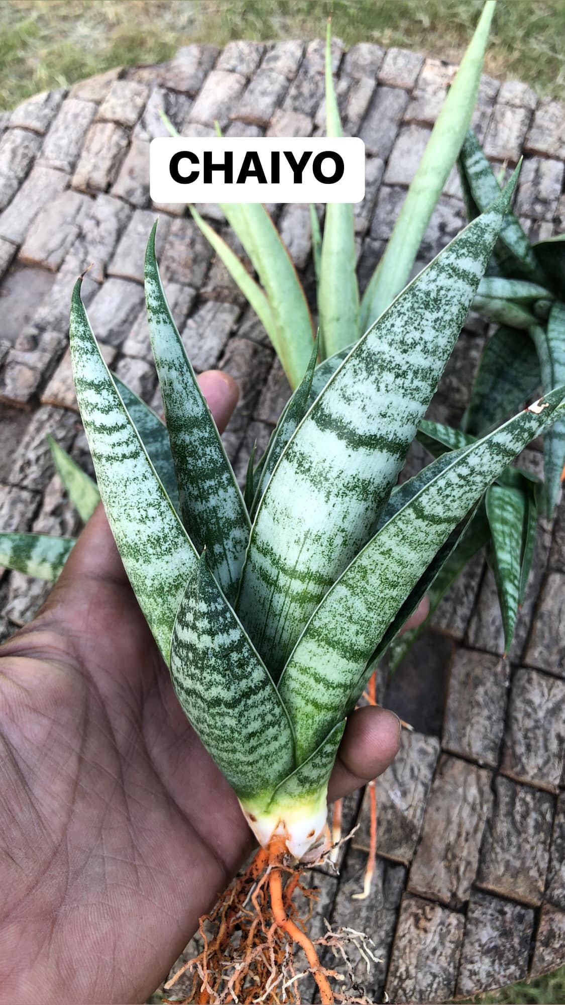 Sansevieria Combo #16, of five plants
