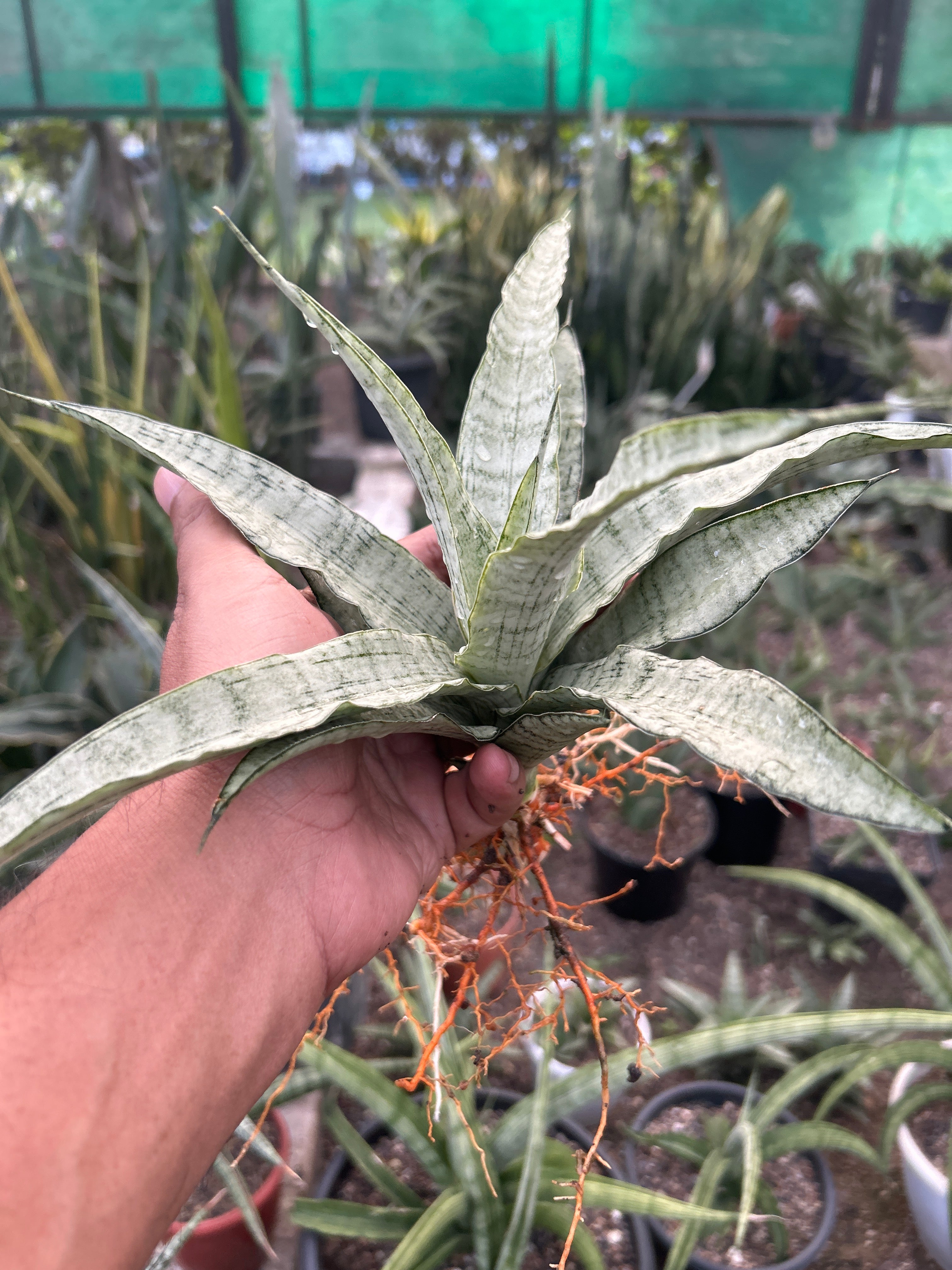 Sansevieria SILVER ANGEL