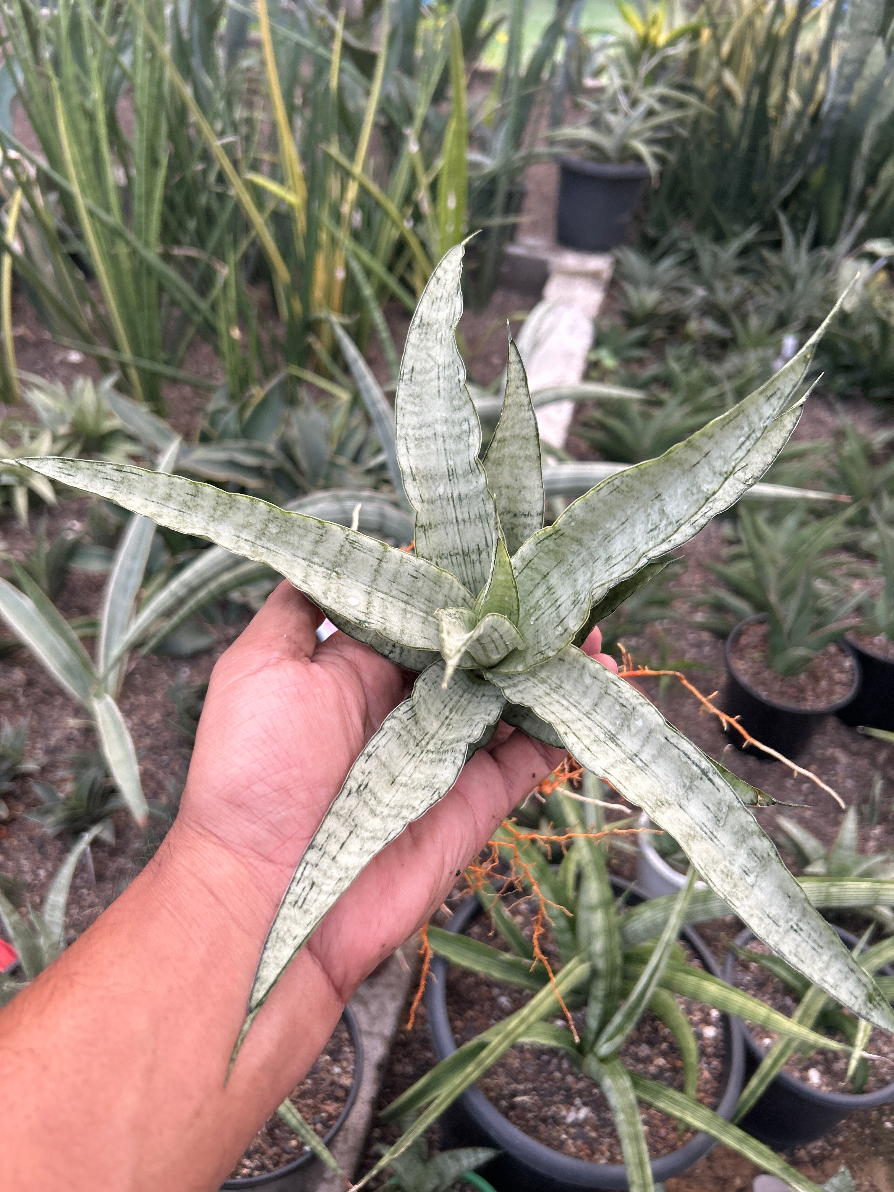 Sansevieria SILVER ANGEL