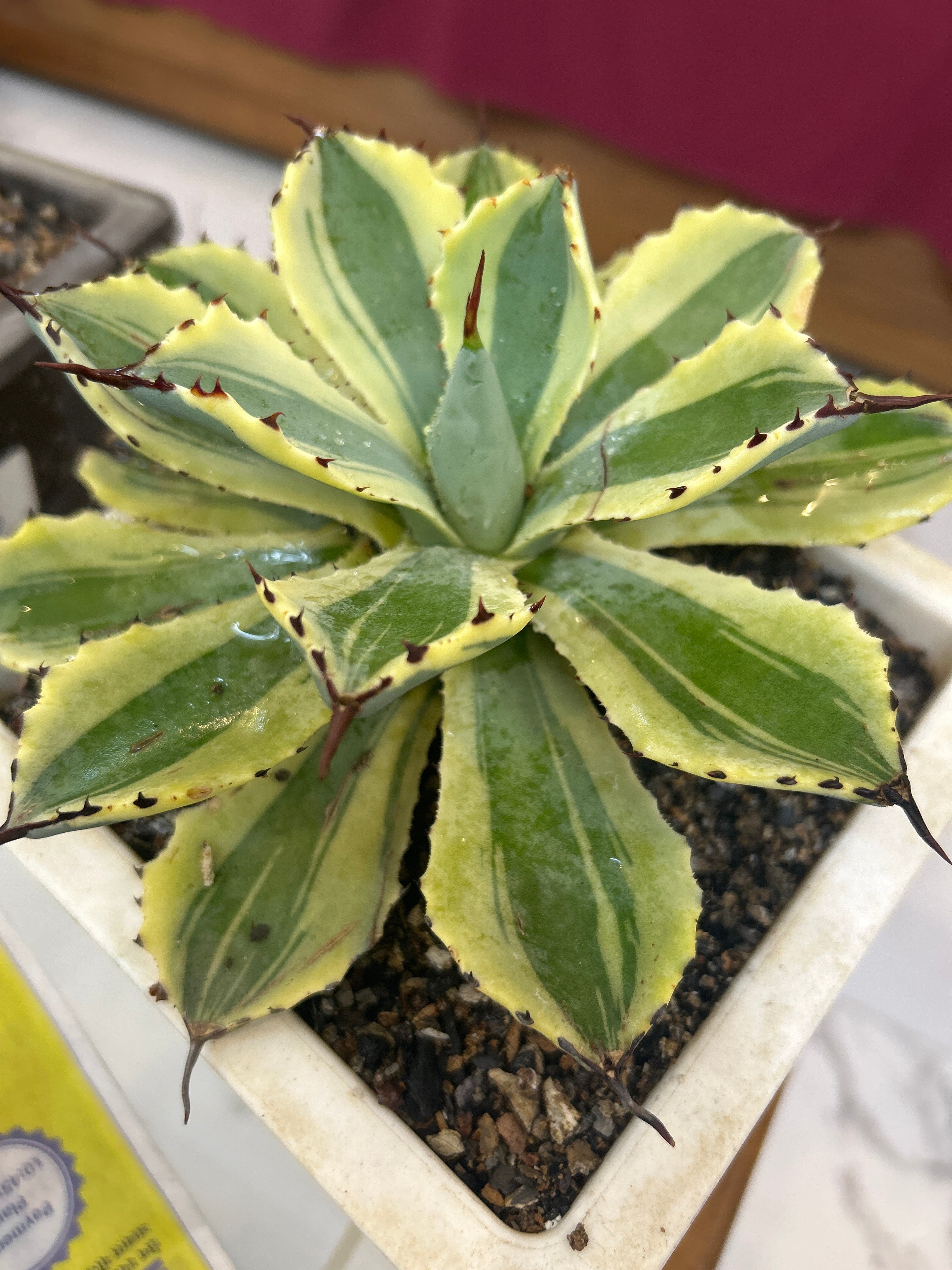 Agave Desert Diamond Large Size