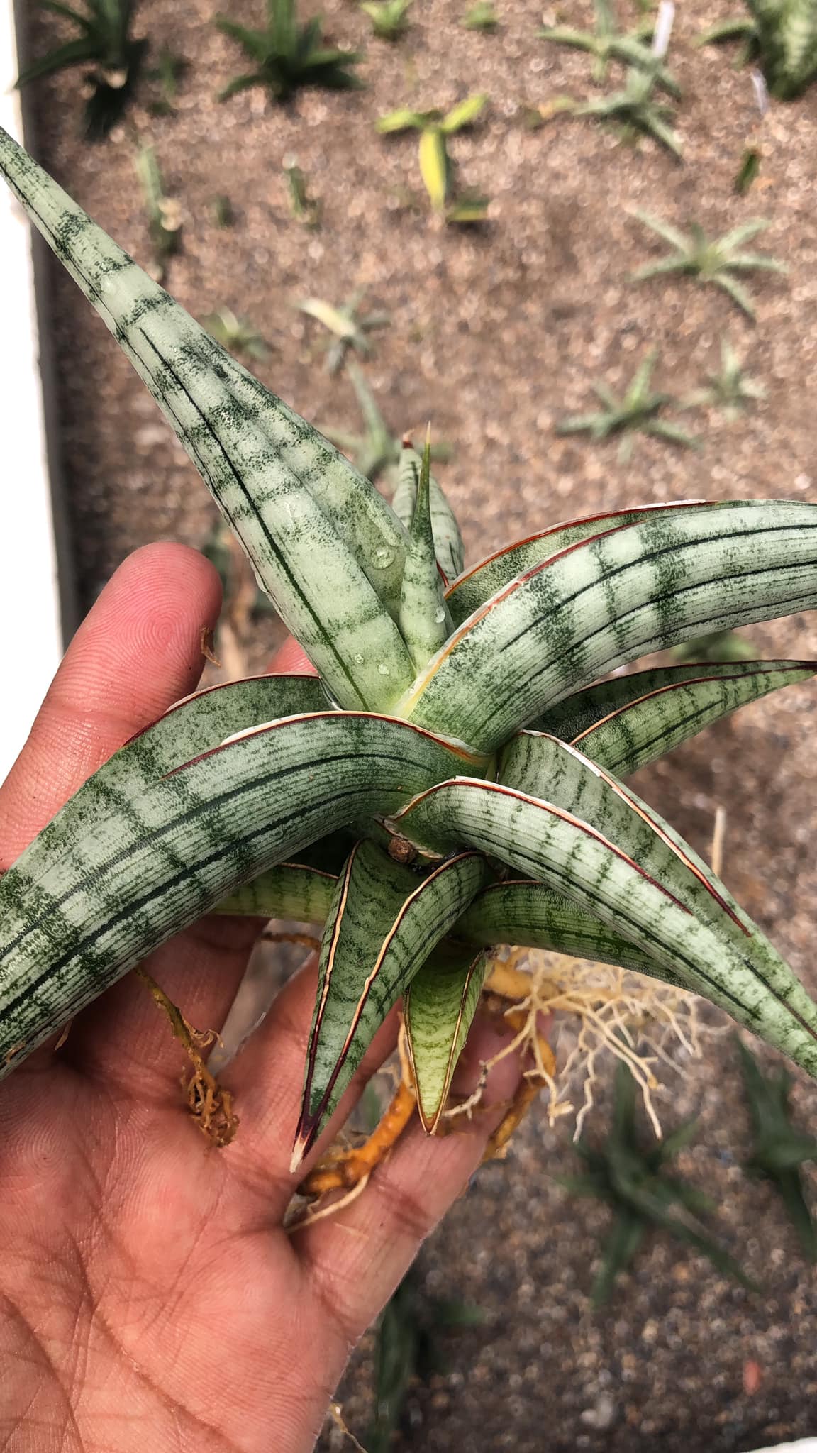 Sansevieria BELLA SILVER