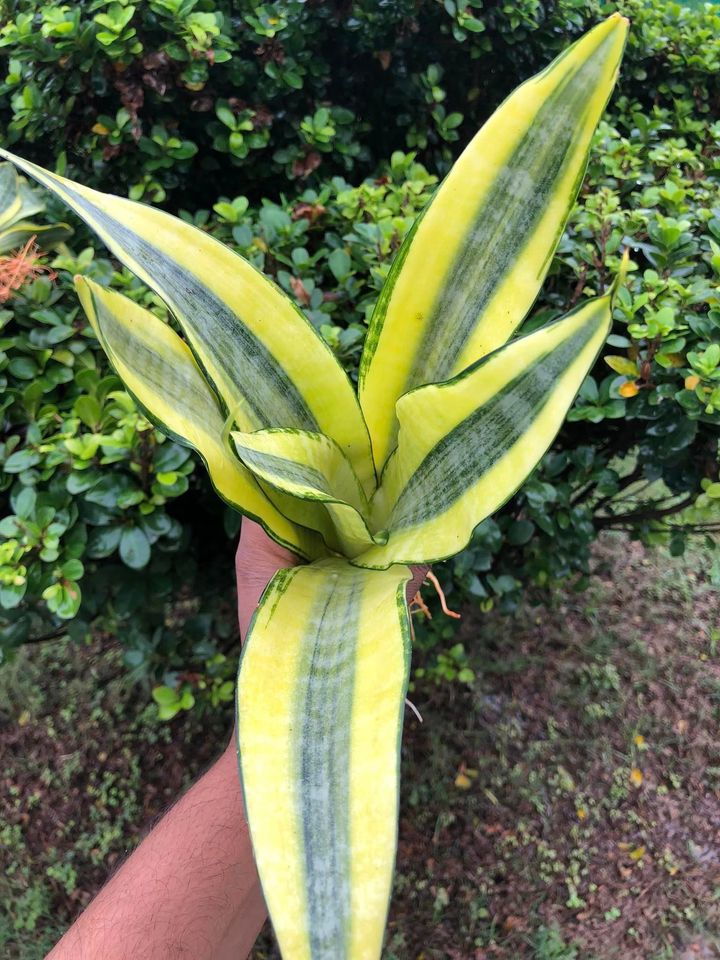 Sansevieria Combo #35 (Two Beautiful Trifas)