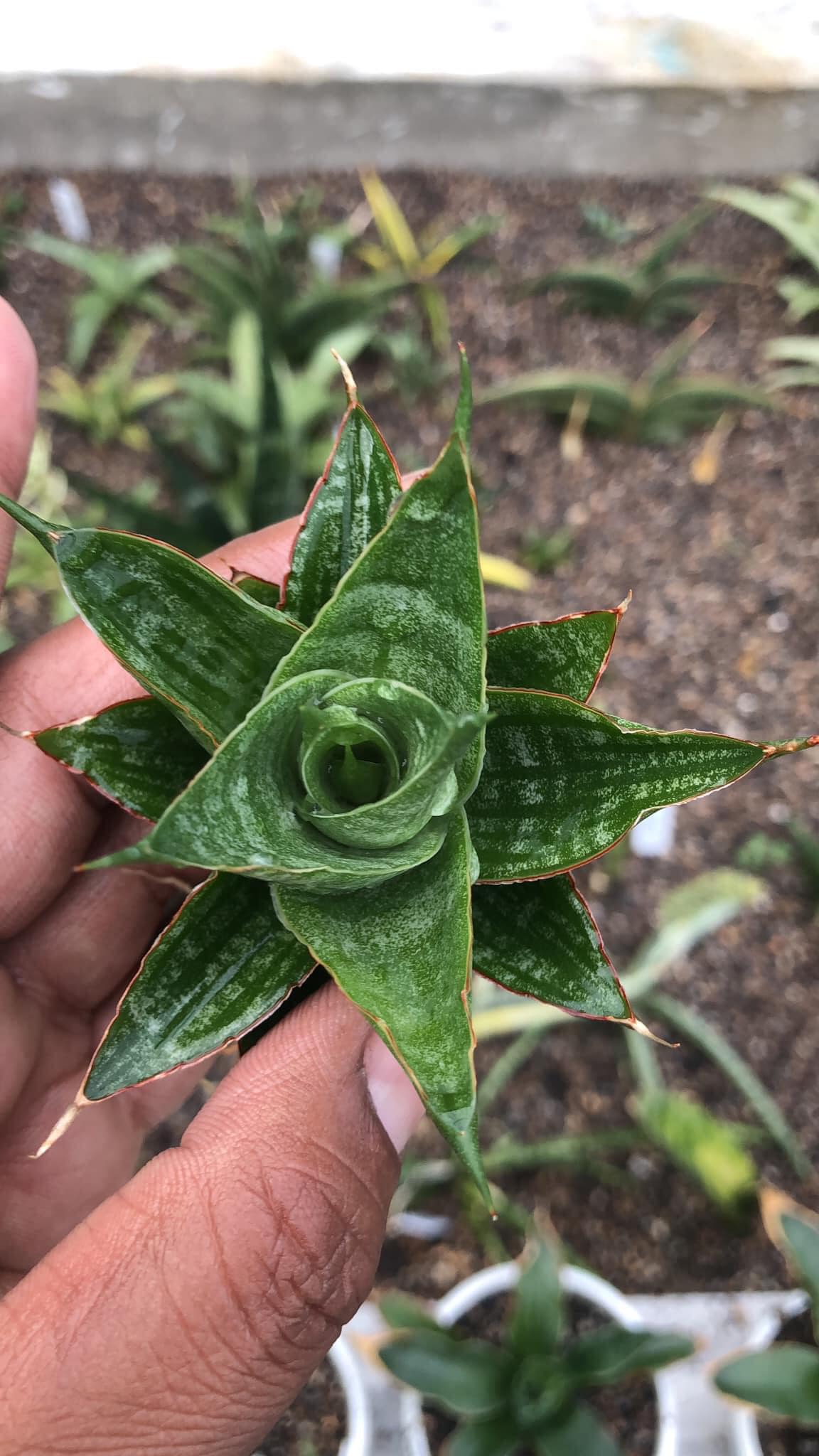S. Dragon Scales