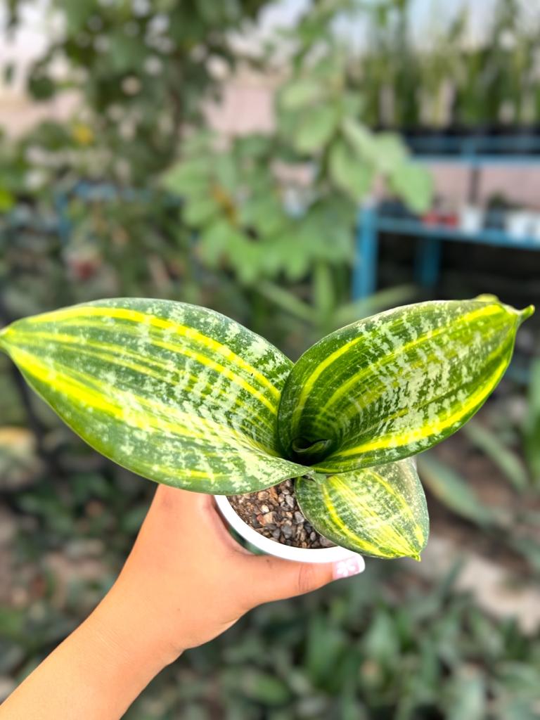 Sansevieria Trifaciata 'Futura Gold'