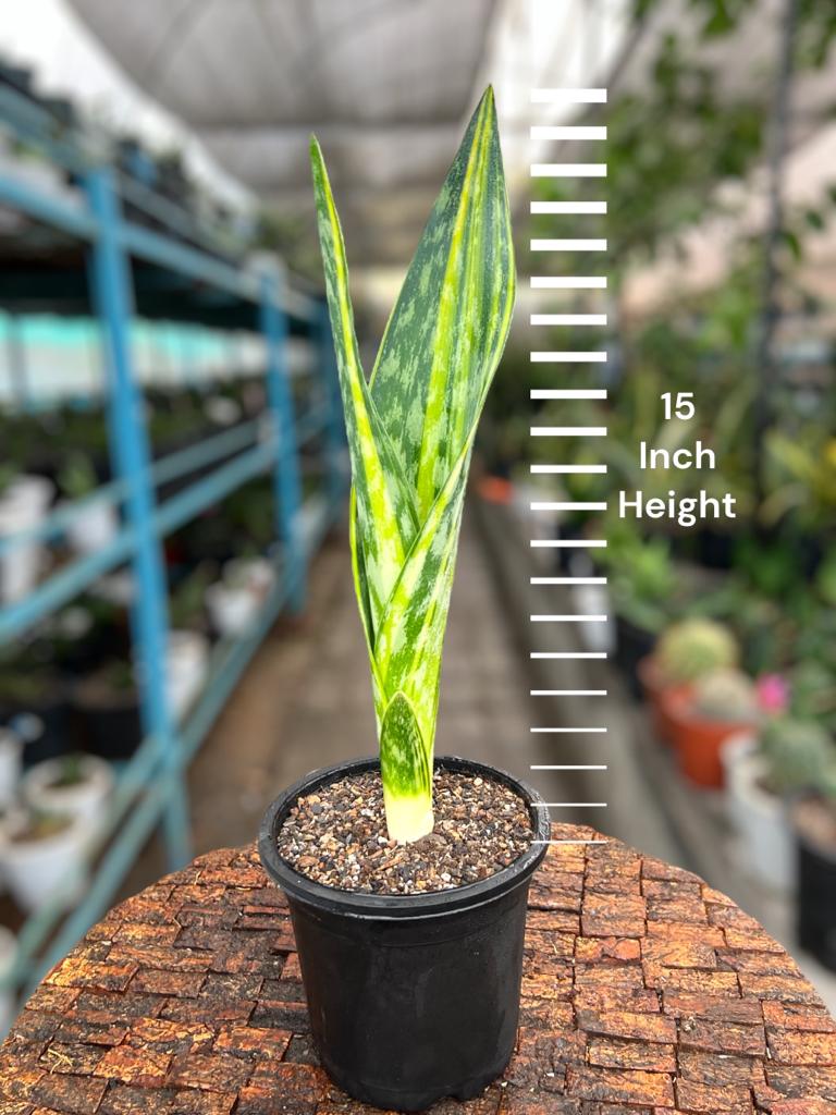 Sansevieria Joboa Variegated