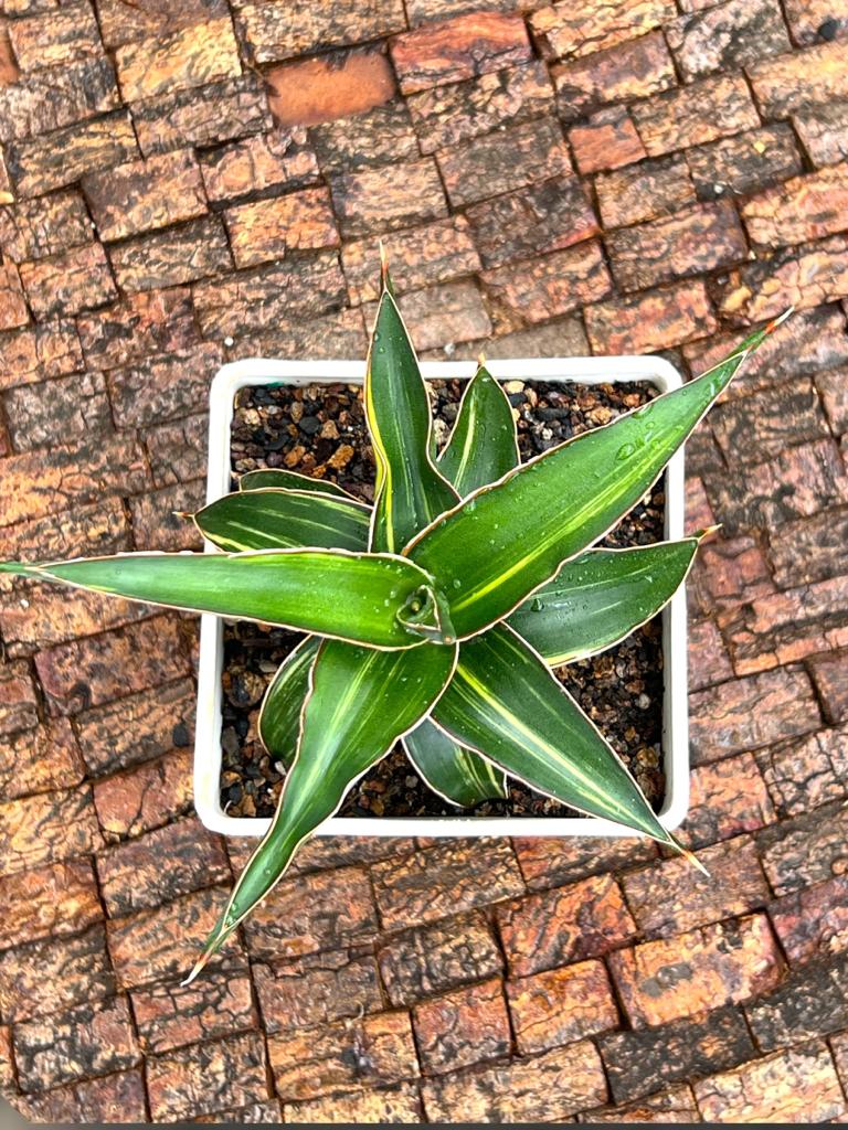 Sansevieria Lavranos 23251 Variegated (Large)