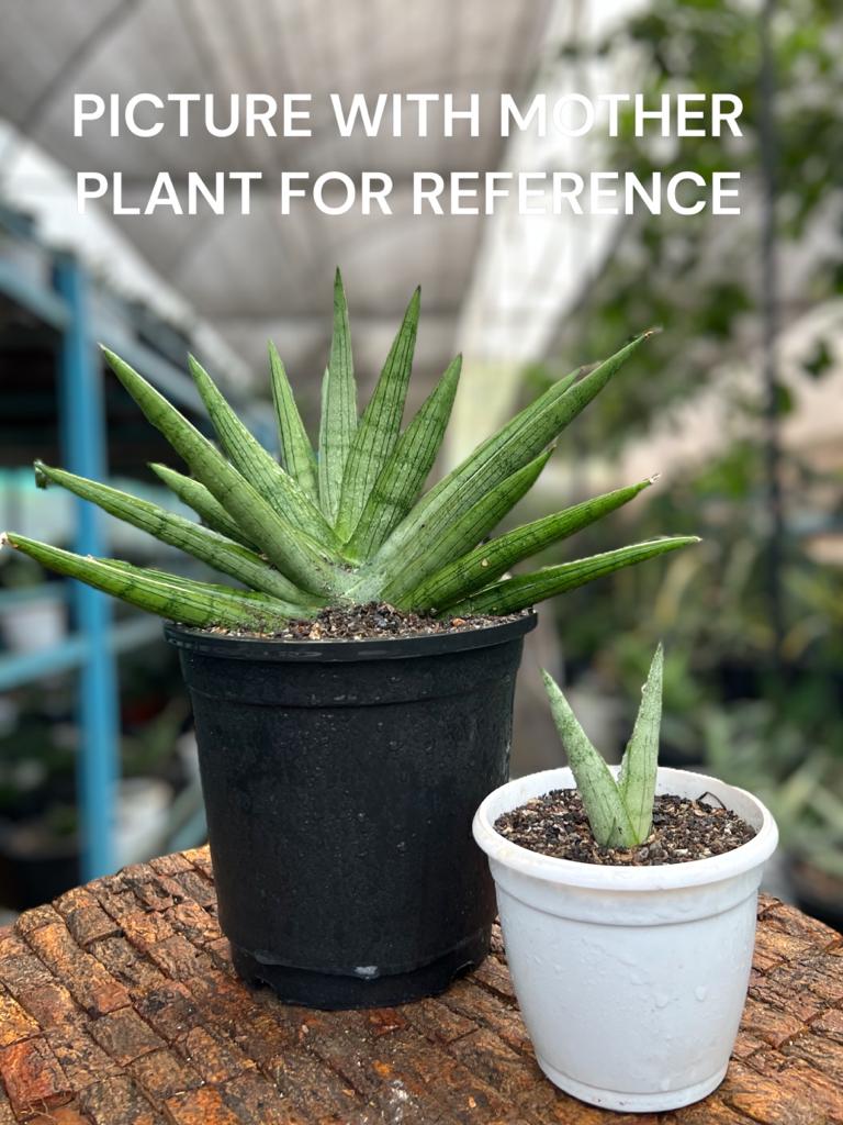 Sansevieria Silver Crown