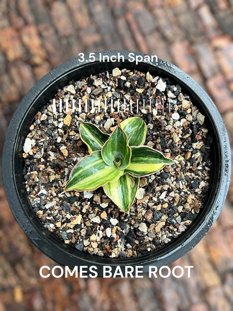 Sansevieria Blue Leaf Variegated (D)