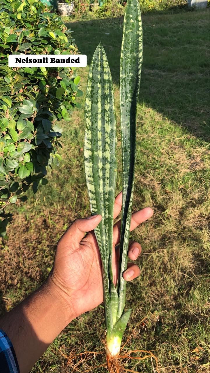 Sansevieria Combo #38 (Three Plants)