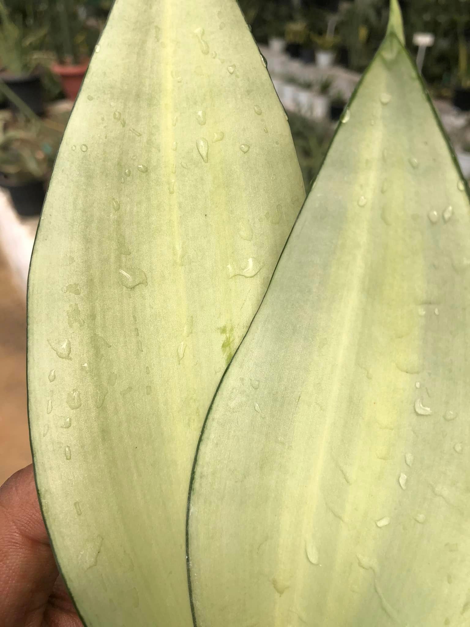 Sansevieria Moonshine Var