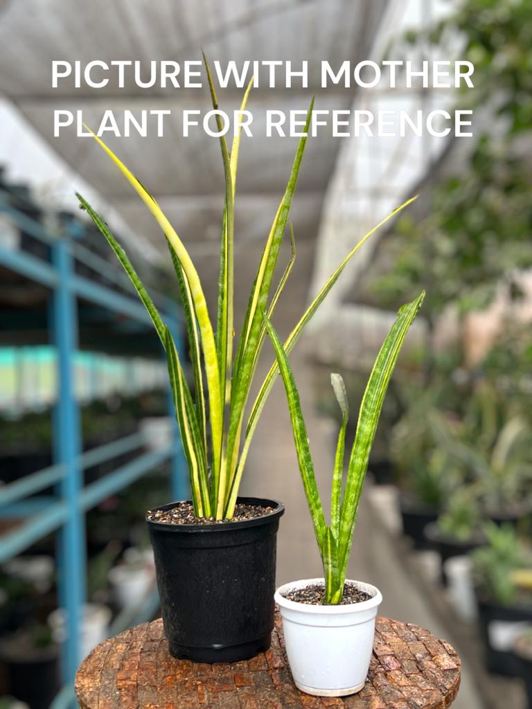 Sansevieria Sulcata Variegated