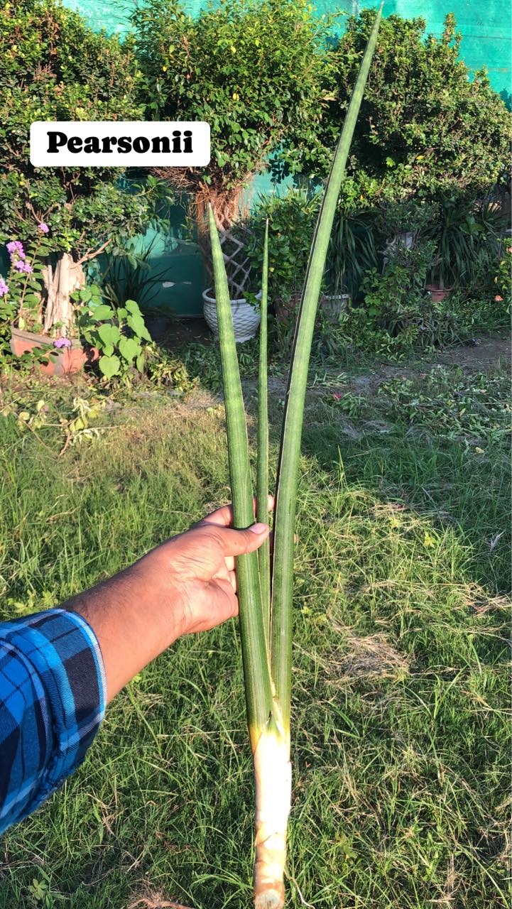 #115 Combo of 4 large Sansevieria