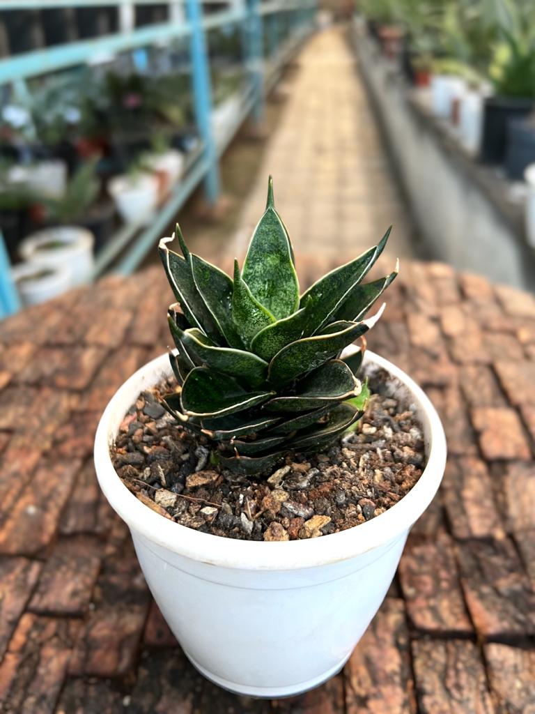 Sansevieria Hybrid 'Black Ant'